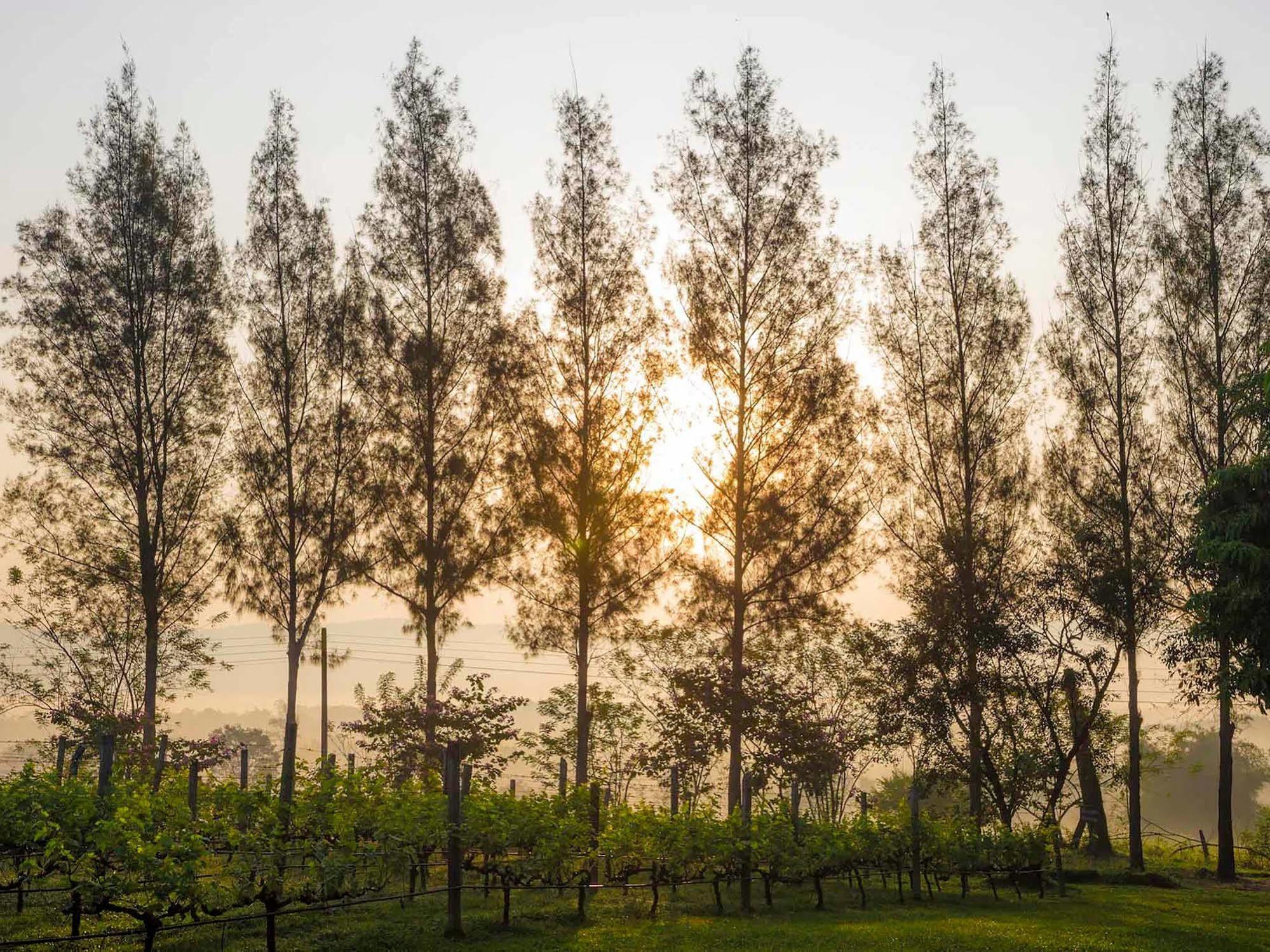 Village Farm And Winery Wang Nam Khiao Exterior foto